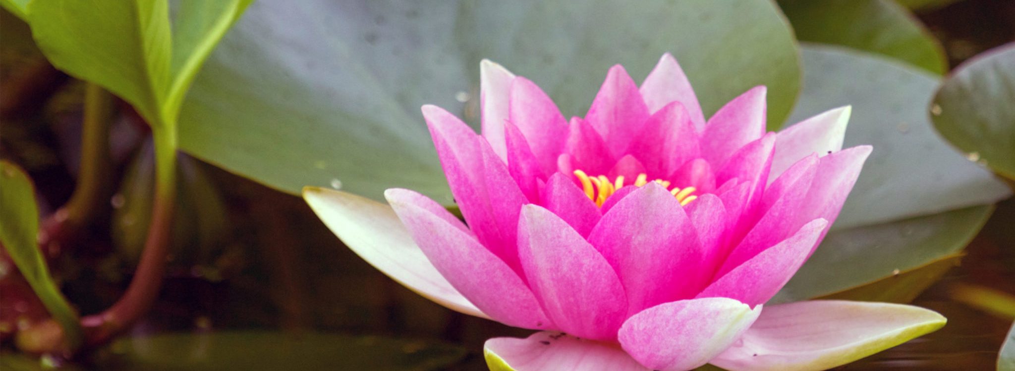 Lotus slider image