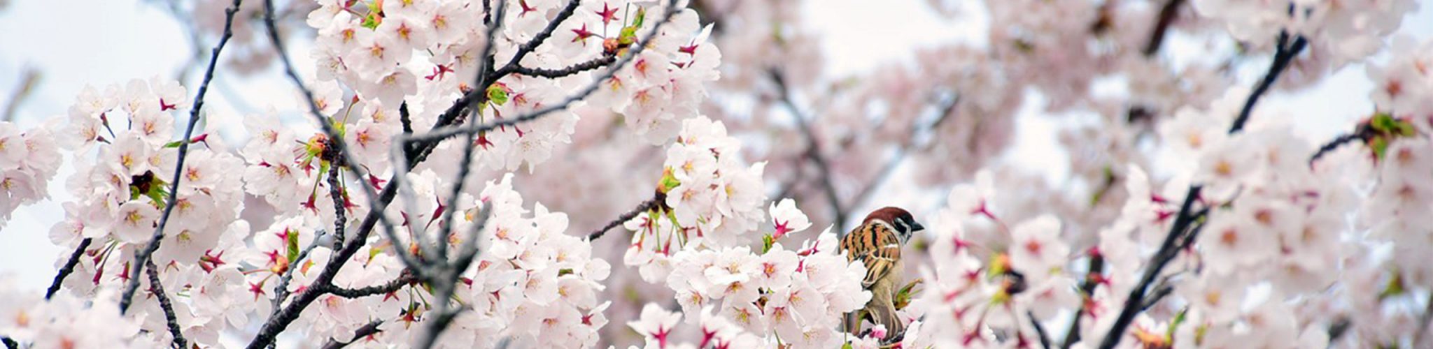 cherry blossom slide image