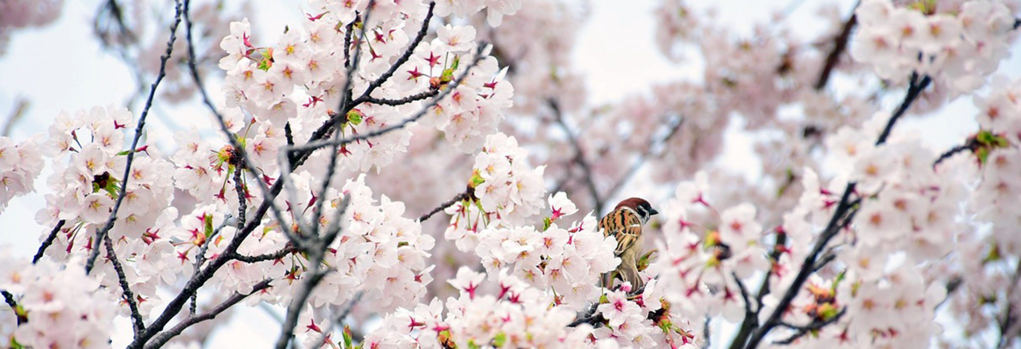 cherry blossom slide image